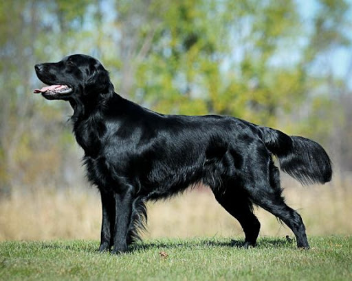 Flat-Coated Retriever