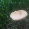 Horse Mushroom