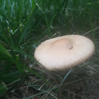 Horse Mushroom