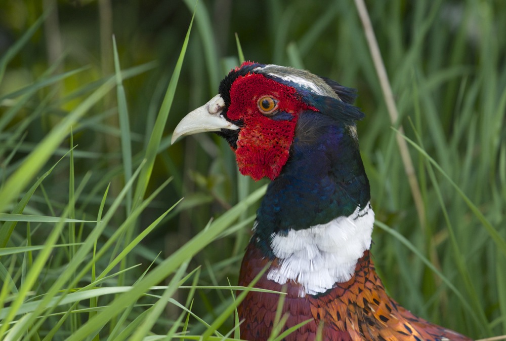 Ring-necked Pheasant