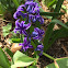 Purple Hyacinth