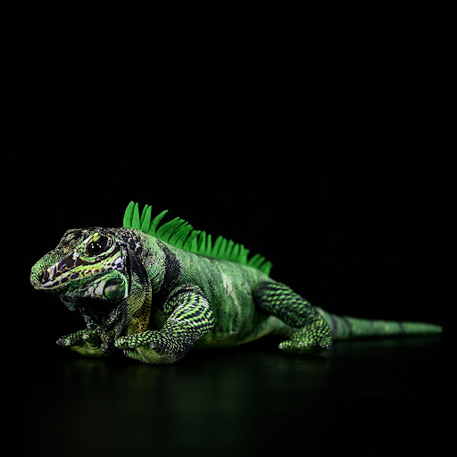 Green iguana
