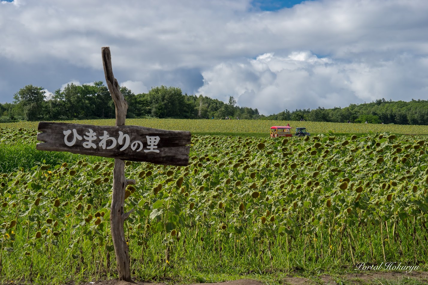 ひまわりの里・入り口付近