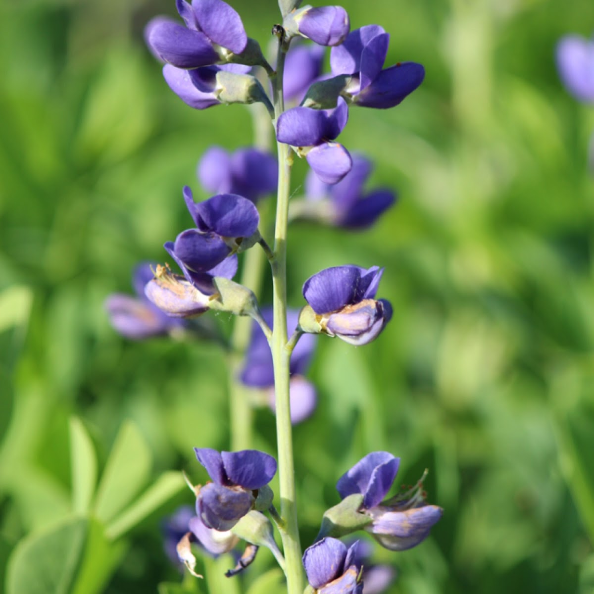 Lupine