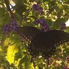 Spicebush Swallowtail