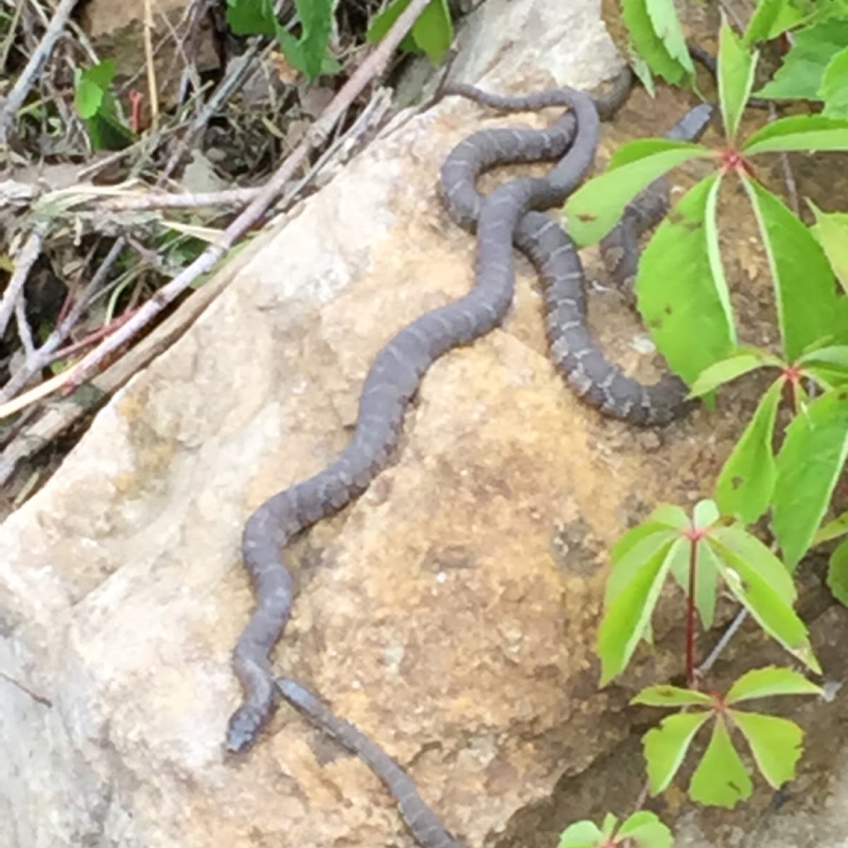 Northern water snake