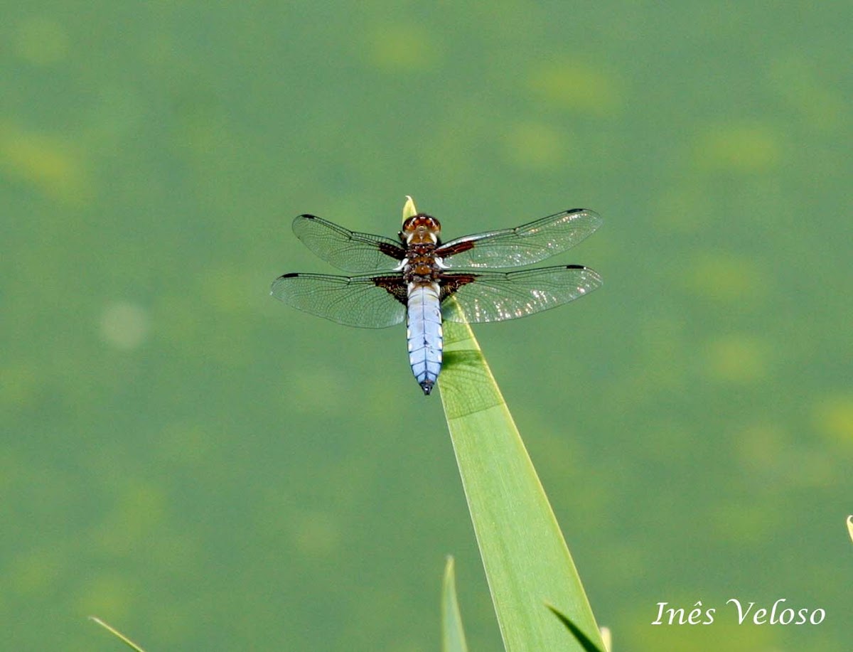 Broad-bodied Chaser