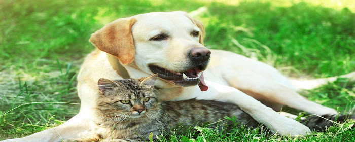 Cats And Dogs Wallpaper HD Custom New Tab marquee promo image