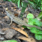 Brown Anole