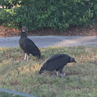 Black Vulture