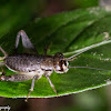 Field Cricket