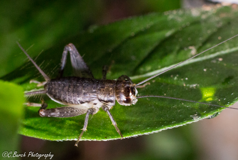 Field Cricket