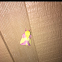 Rosy maple moth