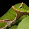 Swallowtail Butterfly Caterpillar