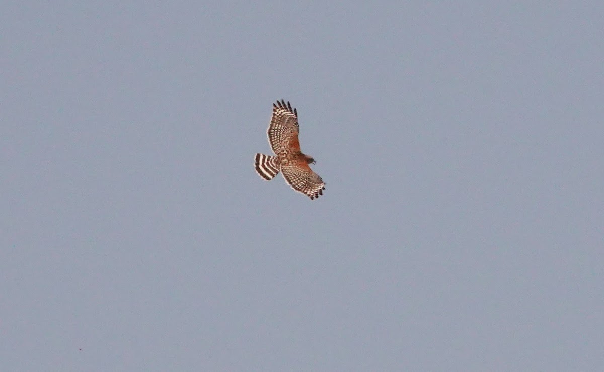 Red Shouldered Hawk