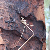 Grass-carrying Wasp nest