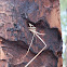 Grass-carrying Wasp nest