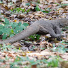 Malayan Water Monitor