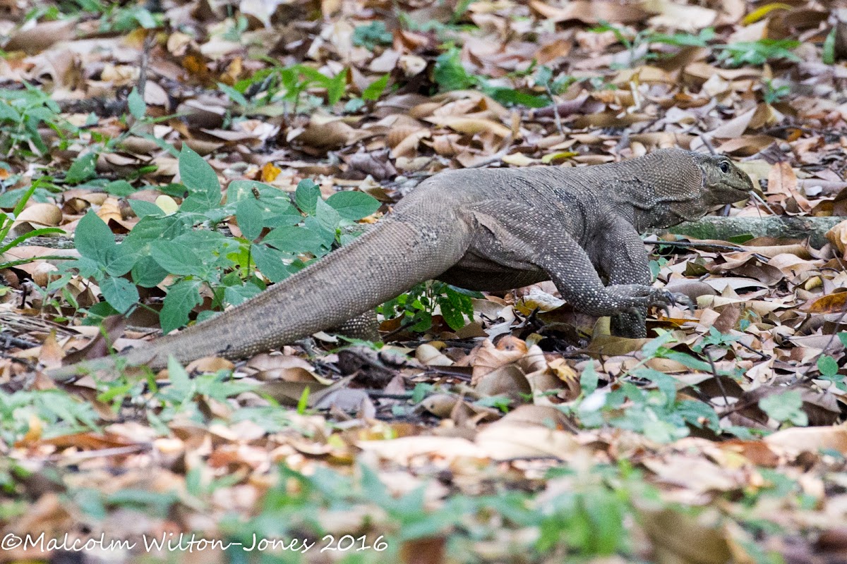 Malayan Water Monitor