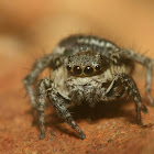 Stenaelurillus Jumping Spider