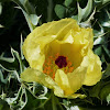 Mexican Poppy