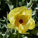 Mexican Poppy