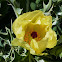 Mexican Poppy