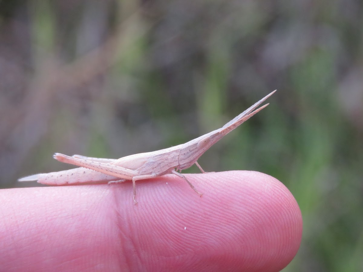 Long-nosed grasshopper