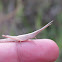 Long-nosed grasshopper