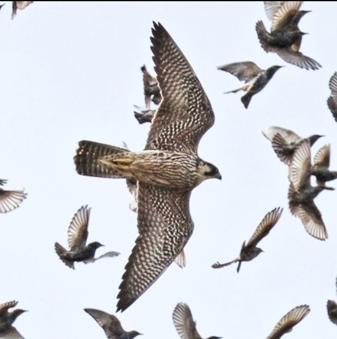 Peregrine Falcon (With Murmuration of Starlings)