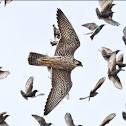 Peregrine Falcon (With Murmuration of Starlings)