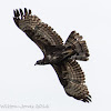 Oriental Honey Buzzard