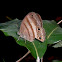 Cissia butterfly and eggs