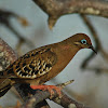 Galápagos Dove