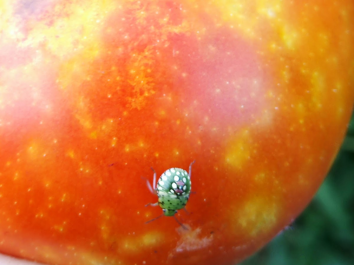 Southern Green Stink Bug