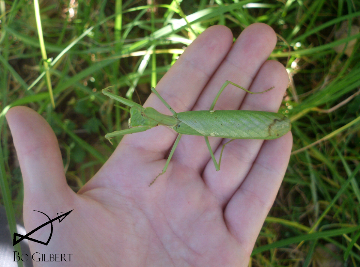 African mantis