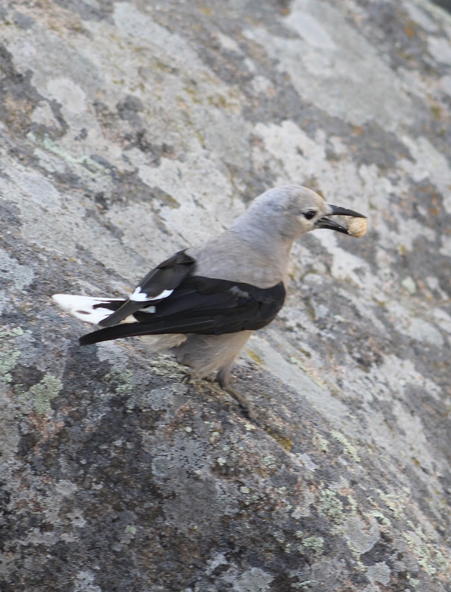 Clark's nutcracker