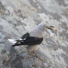 Clark's nutcracker