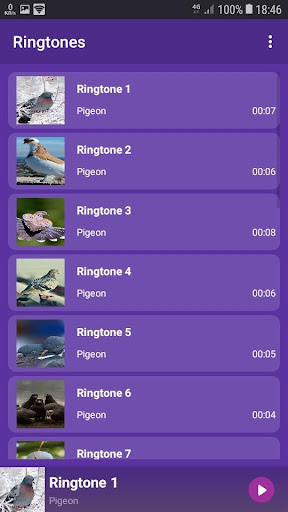 Pigeon - RINGTONES and WALLPAPERS