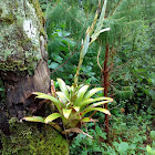 Bromelia