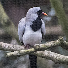 Namaqua Dove