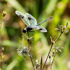 Four-spotted Pennant Dragonfly