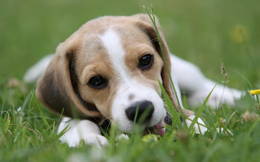 Beagle Dog Live Wallpaper