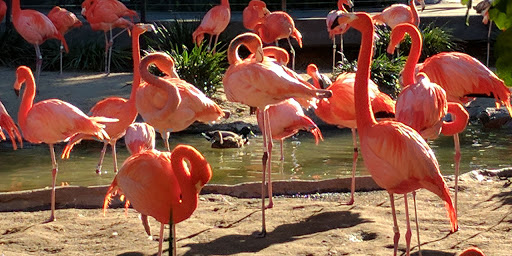 Zoos And Animal Parks