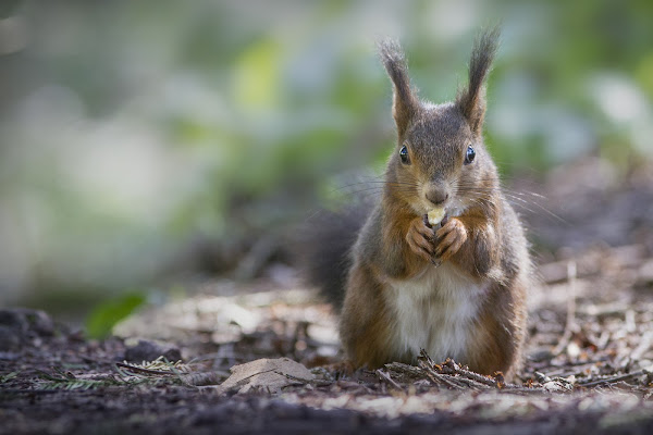 il folletto del bosco di utente cancellato