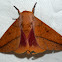 Honey Locust Moth