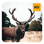 Deer Wallpaper HD New Tab Theme©