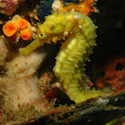 Tiger tail seahorse