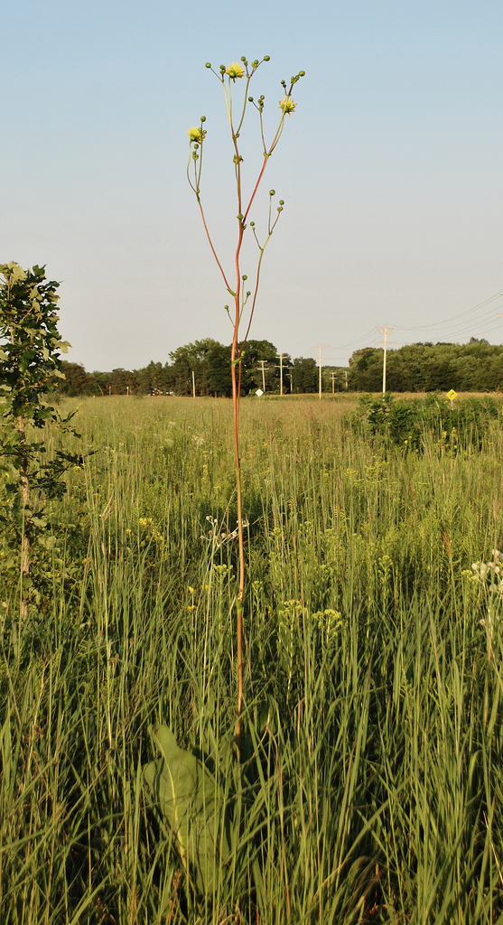 Prairie Dock