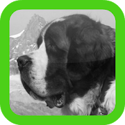 St.Bernard Wallpapers  Icon